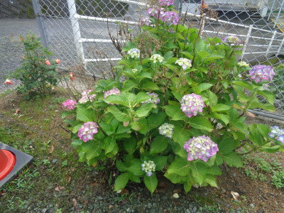 DSC04577